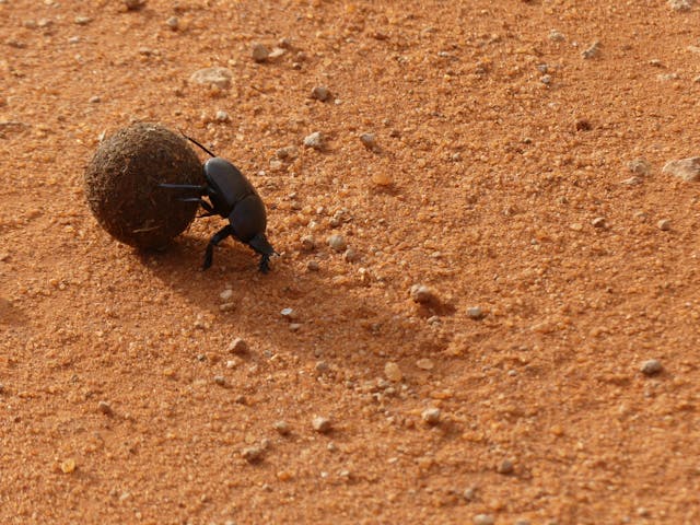 dung beetle