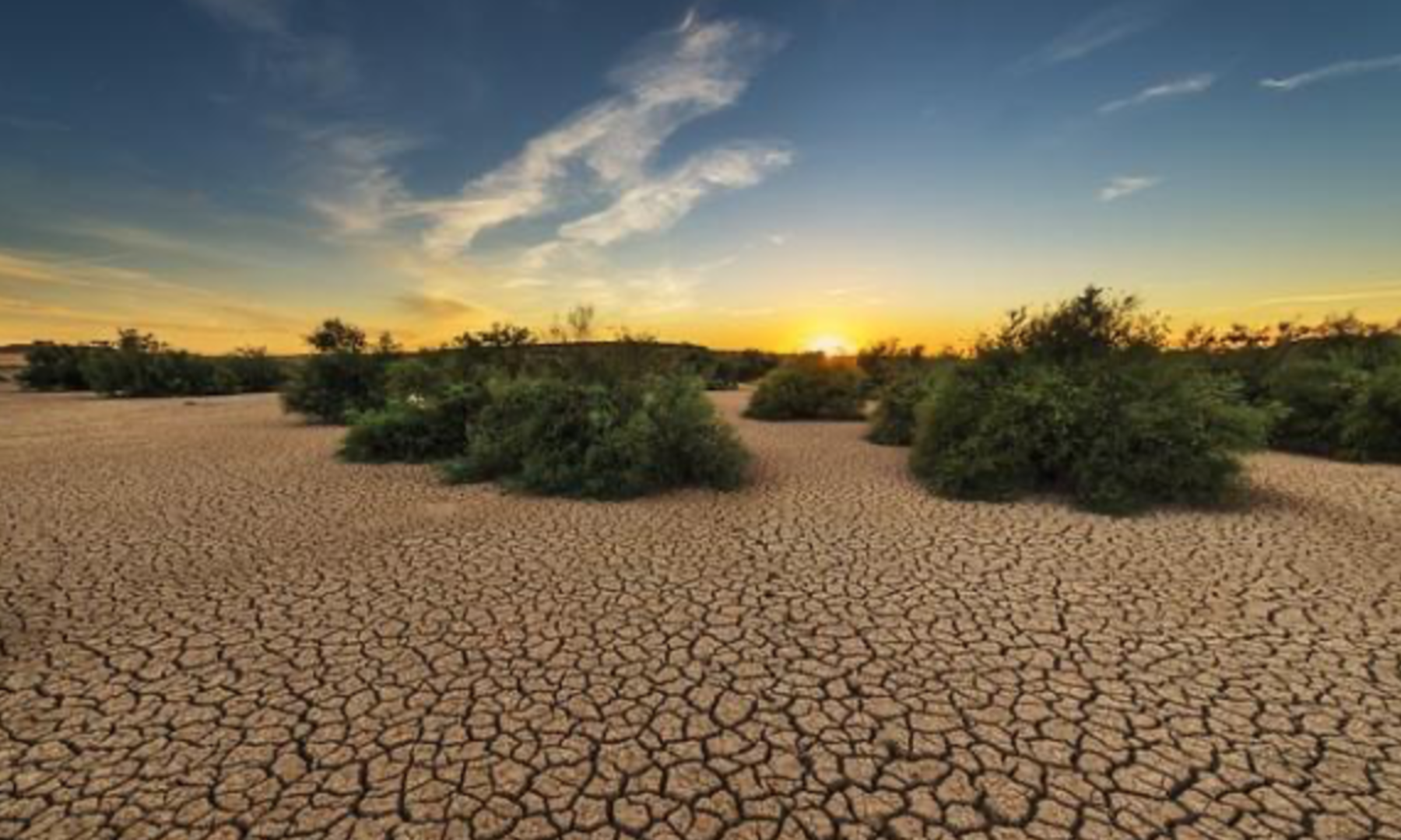 Drought with bunch of scattered plants around