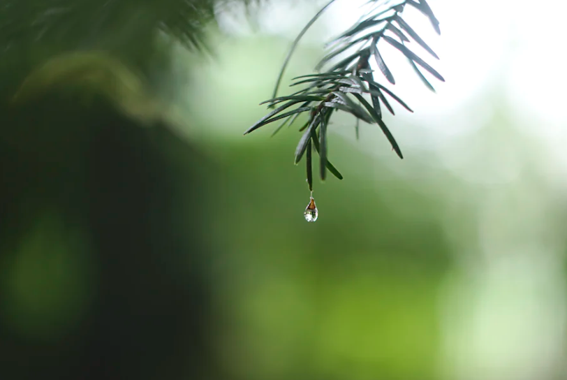 Rain drop at the tip of a leaf bending towards earth