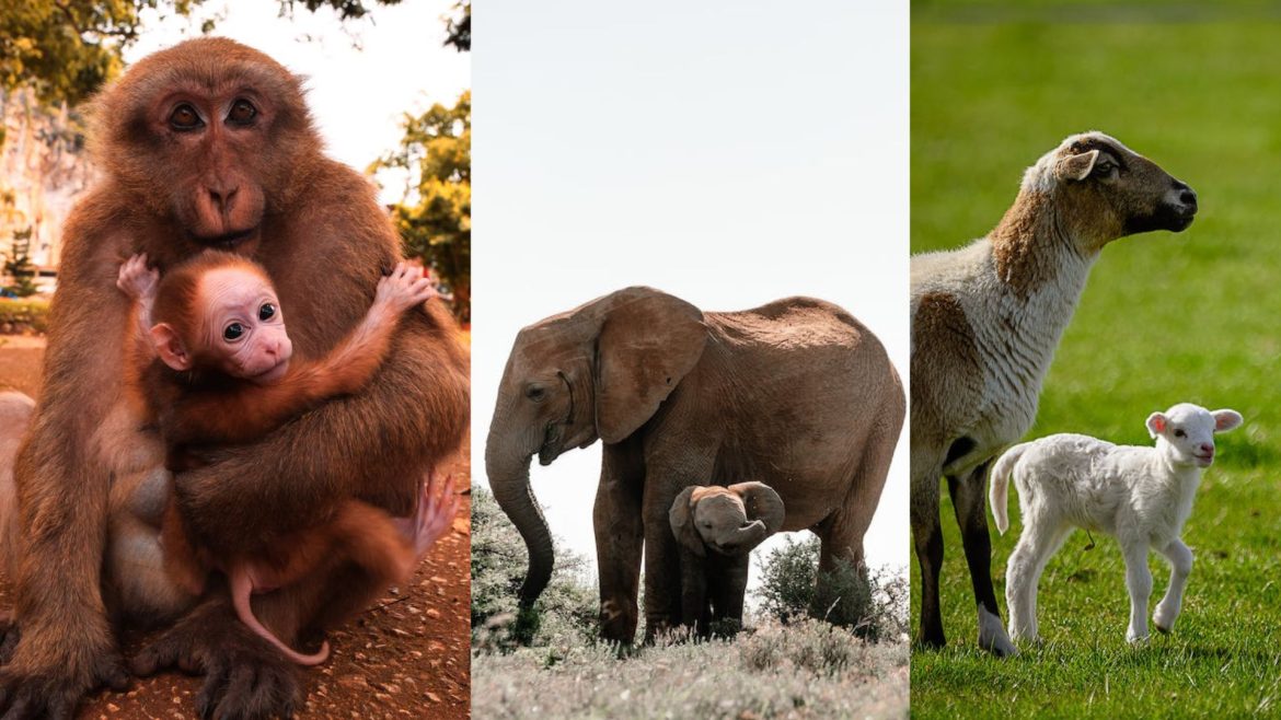 different animals with their baby