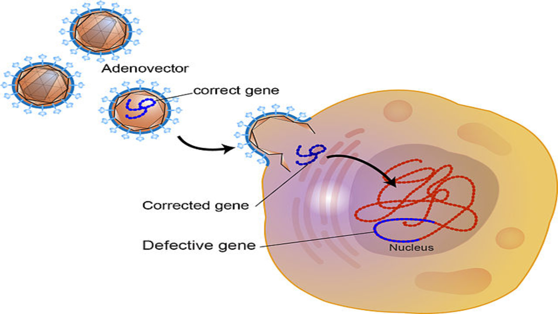 Diagram of gene therapy. 
