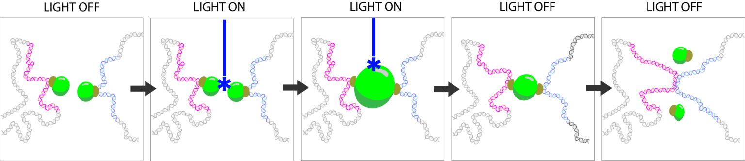 Using condensates to pull and push DNA. 